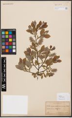 Salix bebbiana Sarg.